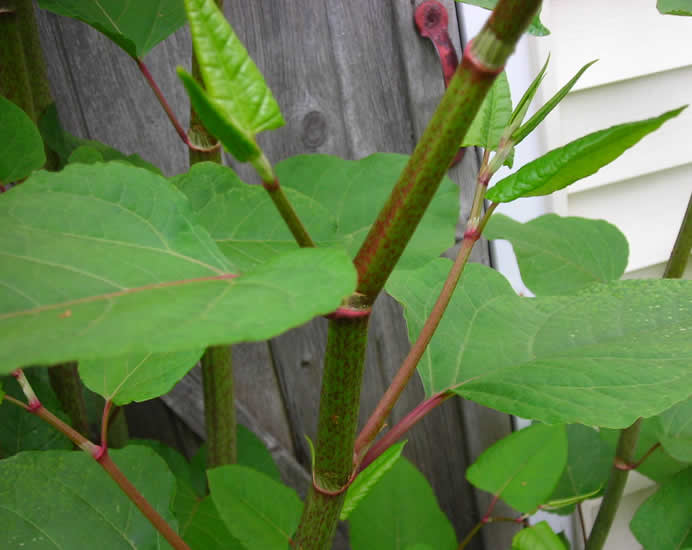 Japanese Knotweed Treatment in Bolton